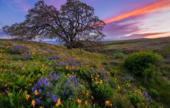 Sunset, flowers, tree, meadow, Columbia Hills State Park, Washington state