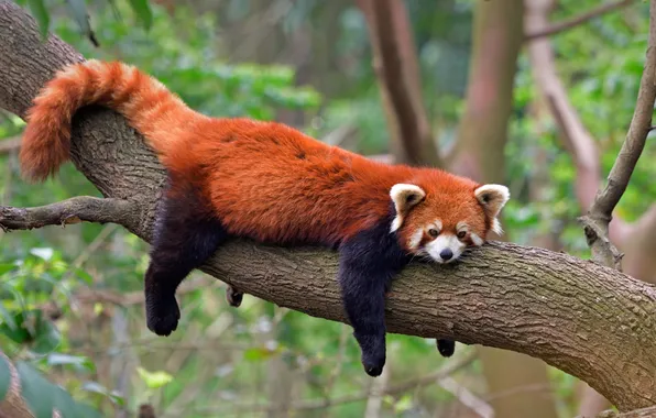 Branches, pose, tree, foliage, lies, red Panda, bokeh, red Panda