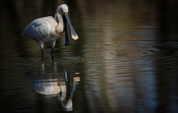 Water, bird, waterfowl, white spoonbill