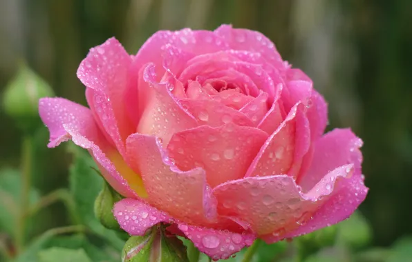 Picture drops, roses, pink