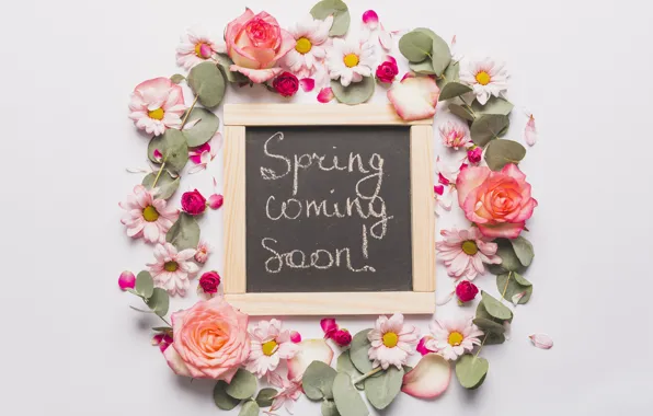 Petals, Roses, Board, Chrysanthemum