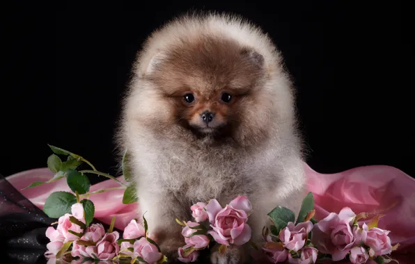 Picture flowers, fluffy, cute, breed, Spitz
