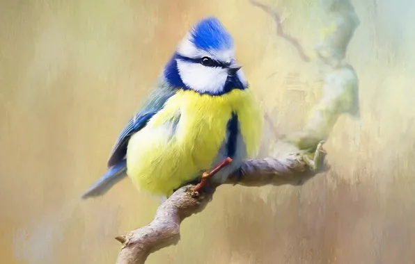 Background, bird, branch, tit