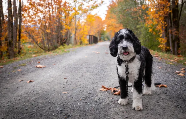 Picture road, autumn, leaves, dog