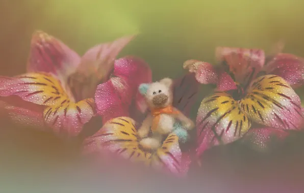 Toy, flowers, bokeh, drops, teddy bear, petals