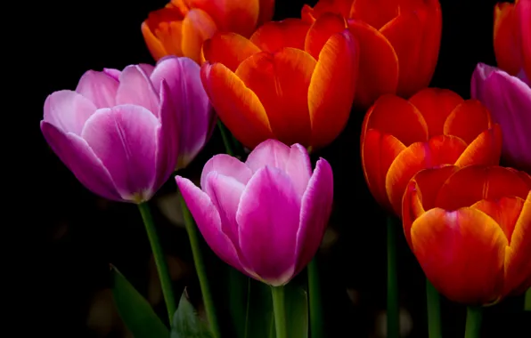 Tulips, buds, black background