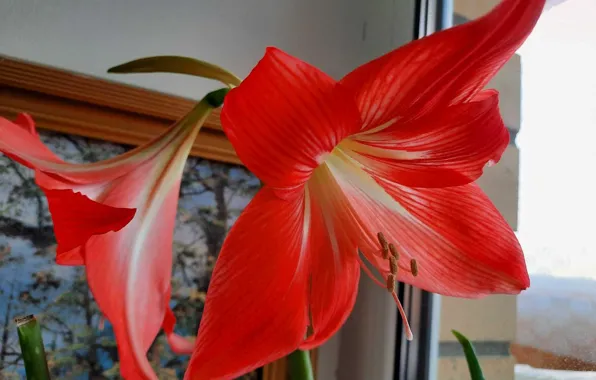 Flower, Star, Hippeastrum