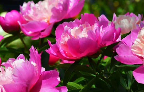 Leaves, flowers, Bush, petals, garden, pink, peonies, lush
