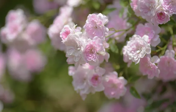 Flowers, roses, blur, gentle, pink, bokeh, roses, rose Bush