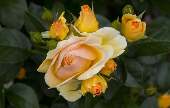 Flower, leaves, flowers, rose, roses, yellow, garden, buds