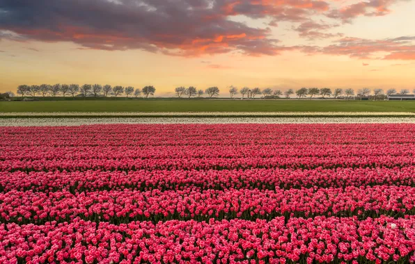 Field, the sky, clouds, flowers, strip, view, spring, dal