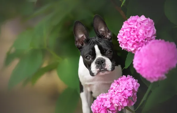 Look, face, flowers, dog, hydrangea, Boston Terrier, Vitaly Chernyakhovsky