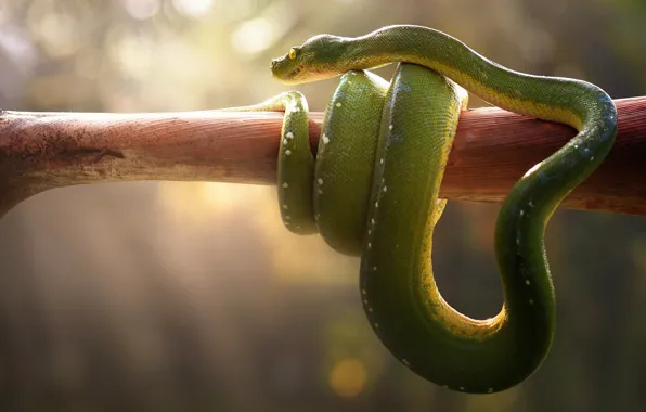 Light, snake, stick, bokeh, Viper, boa