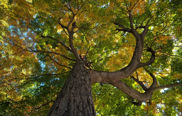 Autumn, leaves, tree, trunk, bark, crown
