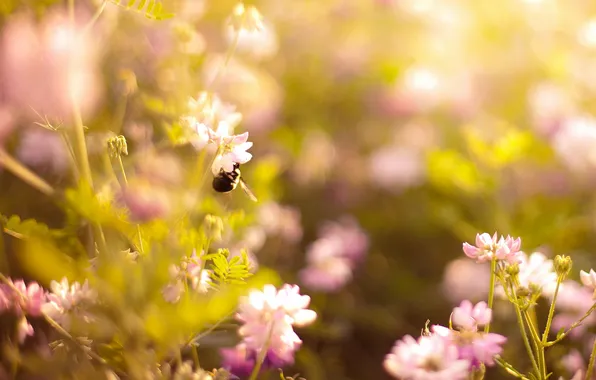 Summer, flowers, nature, bumblebee