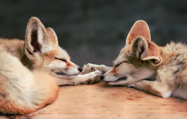 Fox, two, sleep, fenik