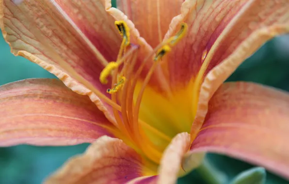 Picture flower, macro, Lily
