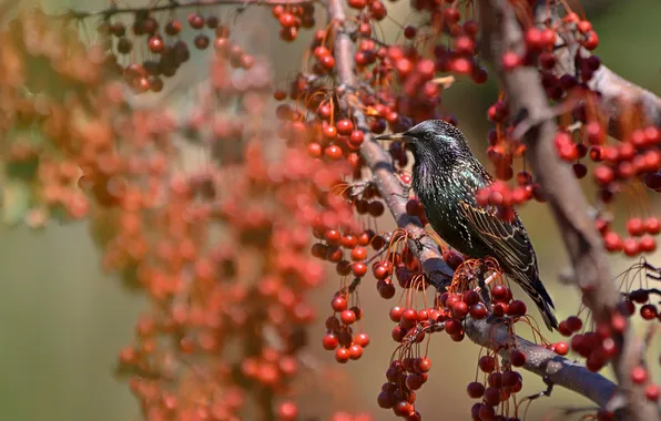 Trees, nature, berries, bird