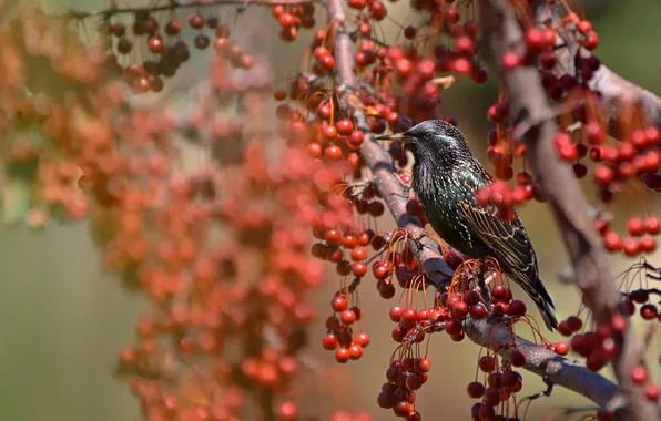 Nature, berries, tree, bird