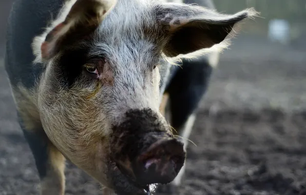 Picture face, macro, pig