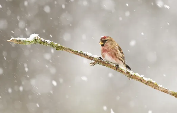Picture winter, snow, bird, branch