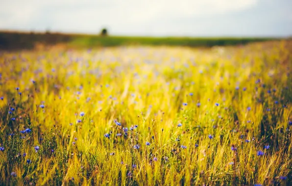 Wheat, purple, flowers, blue, background, widescreen, Wallpaper, rye