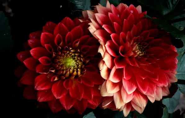 Picture macro, flowers, the dark background, bright, beauty, petals, red, al