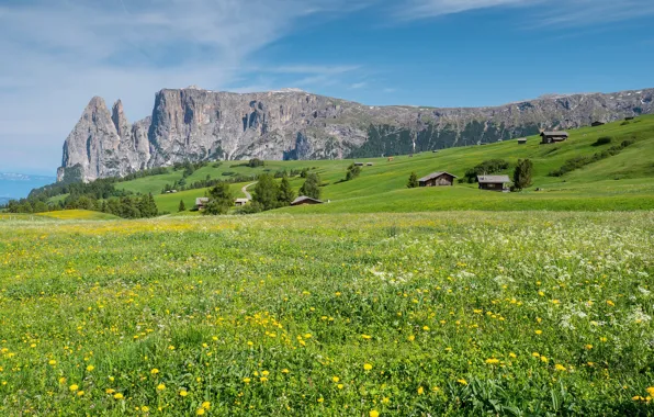 Picture greens, field, forest, the sky, clouds, flowers, mountains, blue