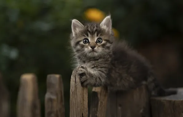 Look, the fence, baby, muzzle, kitty, Yuriy Korotun