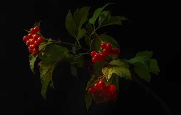 Leaves, light, berries, branch, red, black background, Kalina