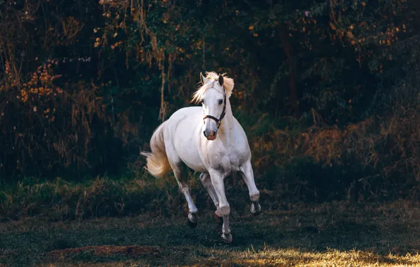 White, trees, nature, pose, the dark background, horse, horse, white