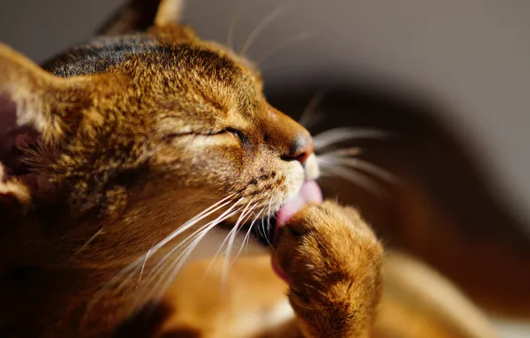 Language, cat, mustache, foot, cat