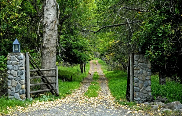 Picture Road, Forest, Gate