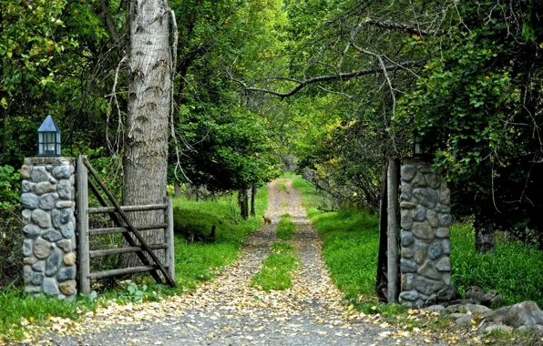 Road, Forest, Gate