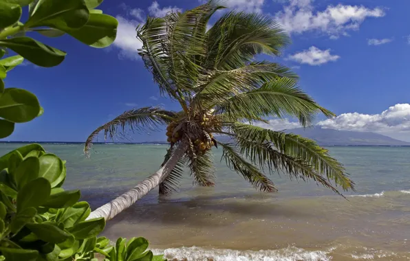 Sea, wave, beach, the sky, leaves, palm trees, verer