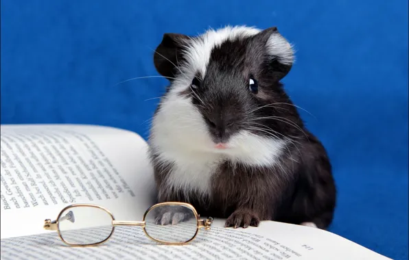 Glasses, book, Guinea pig