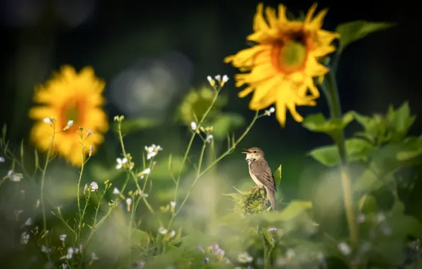 Picture summer, nature, bird