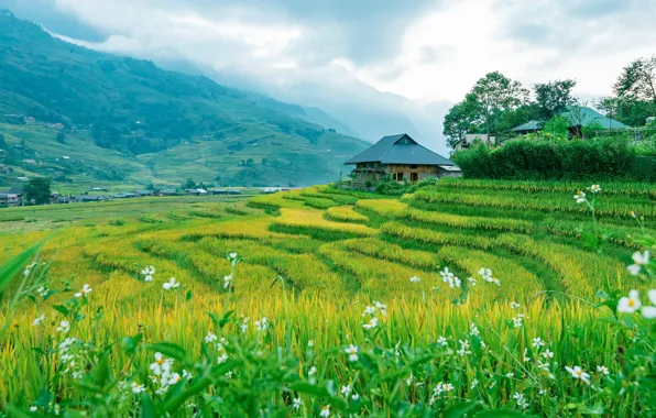 Wallpaper Asia, flowers, rice fields, mountains, strip, house, field, meadow