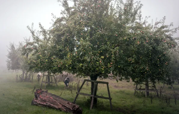 Summer, fog, garden, Apple
