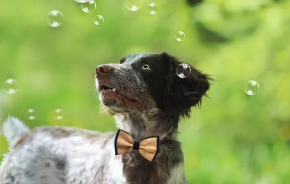 Look, bubbles, background, each, puppy, bow