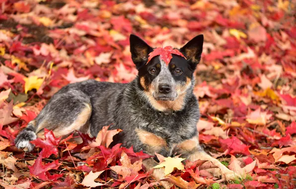 Autumn, each, dog
