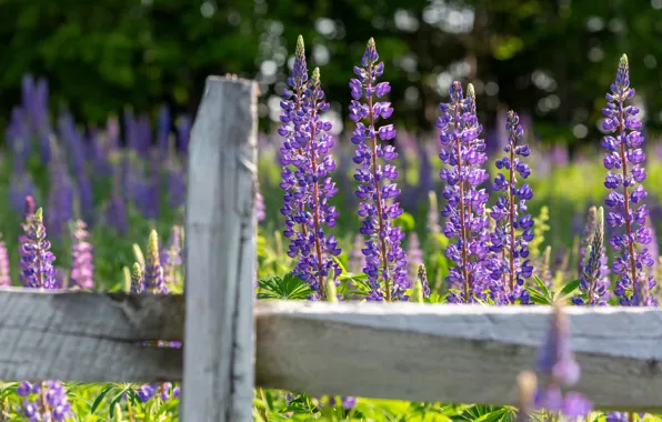 Summer, flowers, Board, the fence, lilac, bokeh, lupins