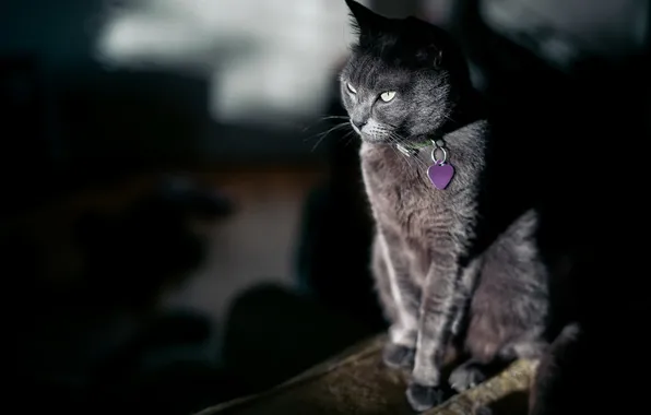 Cat, look, background