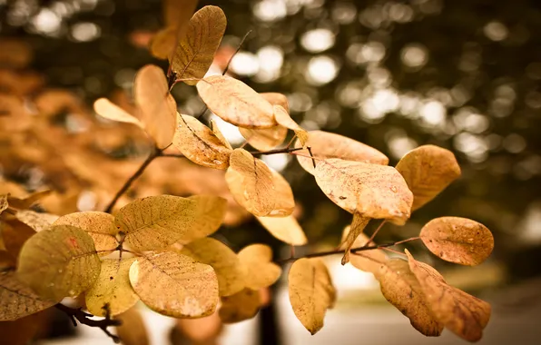 Water, droplets, glare, foliage, blur, leaf, after the rain