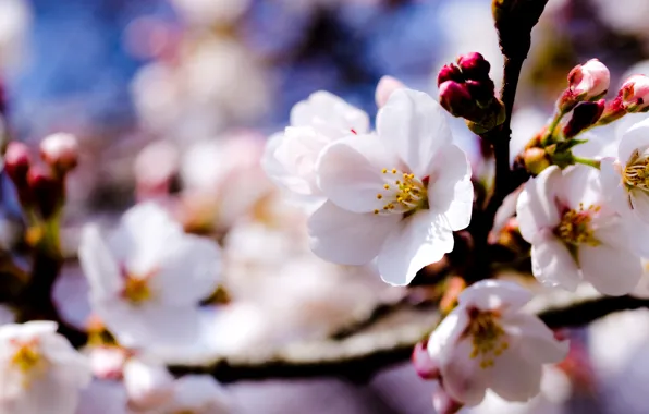 The sky, trees, flowers, branches, spring, white, Apple