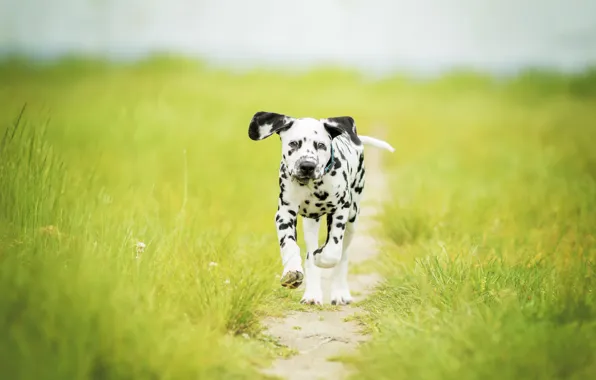 Picture grass, dog, meadow, puppy, walk, path, bokeh, doggie