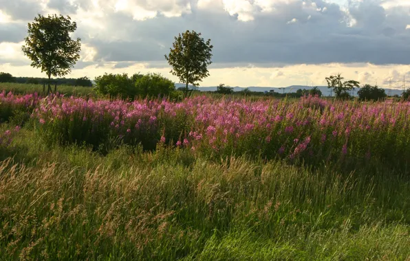 Picture grass, Flowers, Nature, Field, Trees, grass, Nature, trees