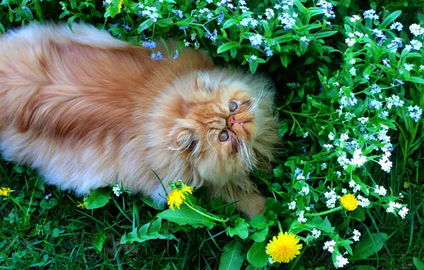 Greens, cat, cat, look, face, leaves, flowers, nature