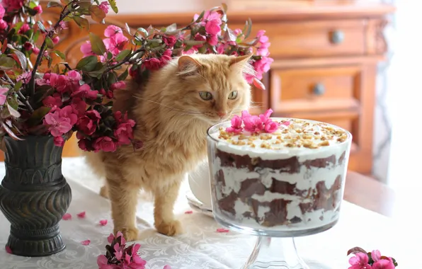 Cat, cat, look, flowers, branches, pose, comfort, table