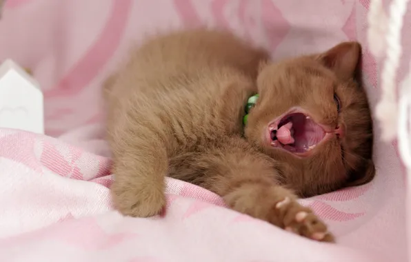 Language, cat, pose, kitty, legs, red, mouth, fabric
